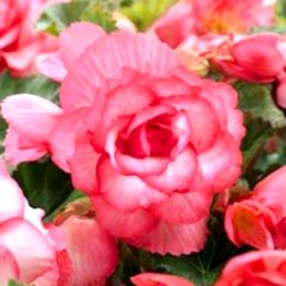 Begonia-cascade-florence-3-