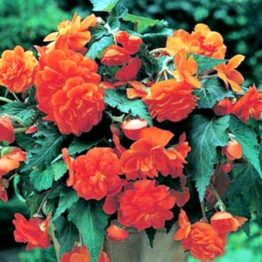 Begonia-cascade-orange-3-1
