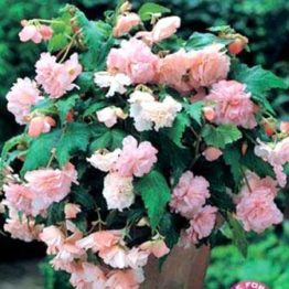Begonia-cascade-pink-1-1