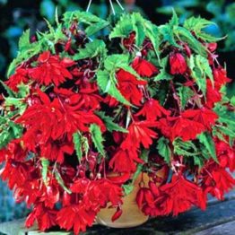 Begonia-cascade-scharlet-3-
