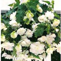 Begonia-cascade-white-3-1