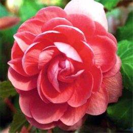 Begonia-double-salmon-3-1