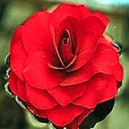 Begonia-double-scharlet-3-1