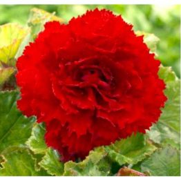 Begonia-fimbriata-dark-red-
