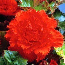 Begonia-fimbriata-orange-3-