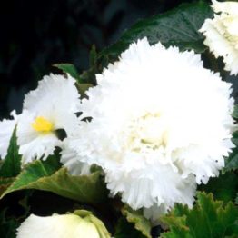 Begonia-fimbriata-white-3-1