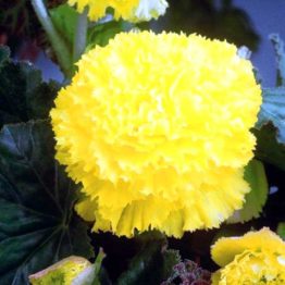 Begonia-fimbriata-yellow-3-