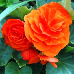 Begonia non stop orange 3-1