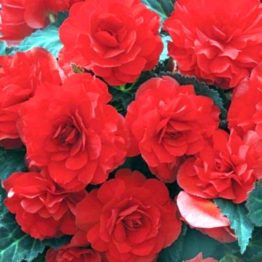 Begonia-non-stop-scharlet-3