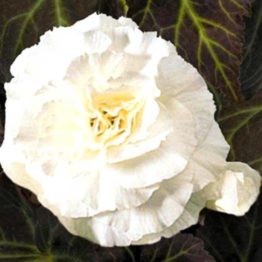 Begonia-non-stop-white-3-1