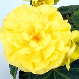 Begonia-non-stop-yellow-3-1