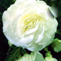 Begonija-double-white-3-1