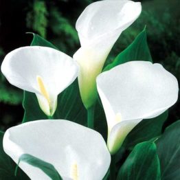 Calla-Aethiopica-1-1