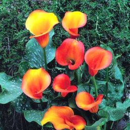 Calla-Flame-1-1