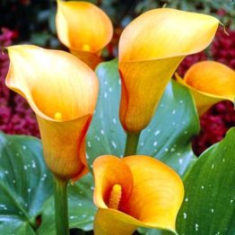 Calla-Mango-1-1