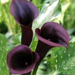 Calla-Schwarzwalder-1-1