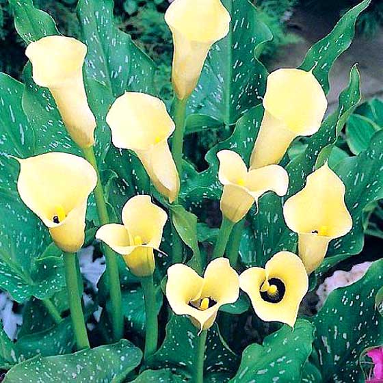 Calla-black-magic