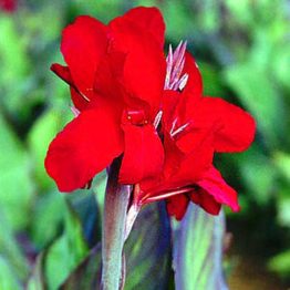 Canna-Black-Knight-1-1