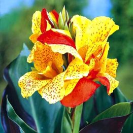 Canna-Cleopatra-1-1