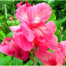 Canna-orchid-1-1