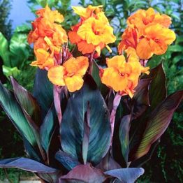 Canna-wyoming-1-1