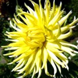 Dahlia-Cut-Semi-Cactus-Kenn