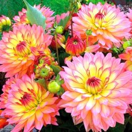 Dahlia-Pot-Gallary-Pablo-1-