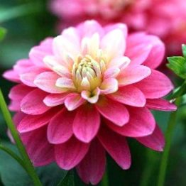 Dahlia-Pot-Gallary-Rembrant
