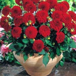 Dahlia-Pot-Gallary-Singer-1
