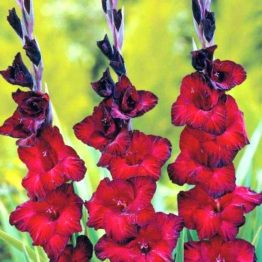 Gladiolus-Black-Surprise