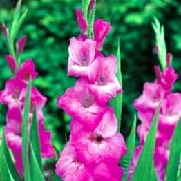 Gladiolus-Fidelio