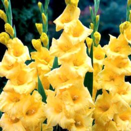 Gladiolus-Novalux-Yellow