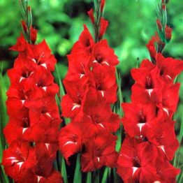 Gladiolus-Traderhorn-Red