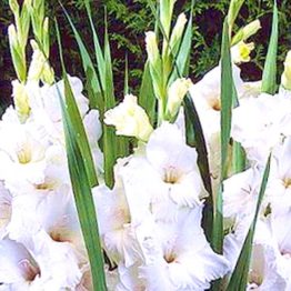 Gladiolus White Prosperity