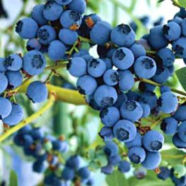 blue-ray-borovnica