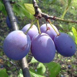 cacanska najbolja