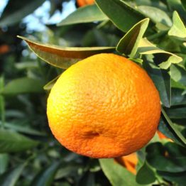 mandarina1
