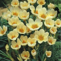 Crocus Chrysanthus-Cream Beauty 15-1