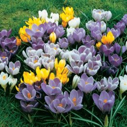 Crocus Large Flowering-Crocus Mix 15-1