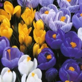 Crocus Large Flowering - Flower Record 15-1