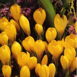 Crocus Large Flowering-Golden Yellow 15-1