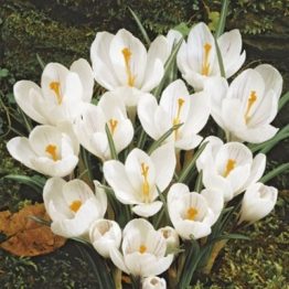 Crocus Large Flowering-Jeanne D'Arc 15-1