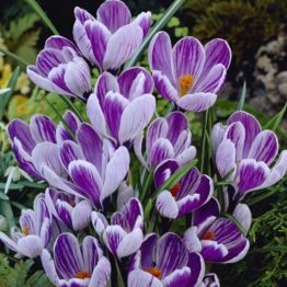 Crocus Large Flowering-King Of The Striped 15-1