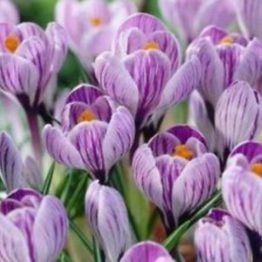 Crocus Large Flowering-Pickwick 15-1