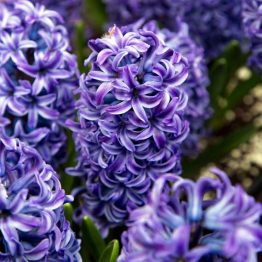 Hyacinthus Single-Bleu Jacet 3-1