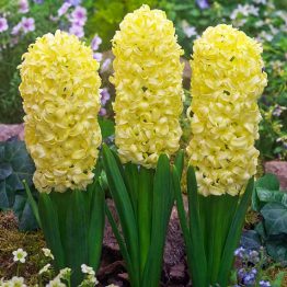 Hyacinthus Single-City of Hearlem 3-1