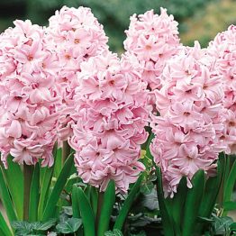 Hyacinthus Single-Fondant 3-1