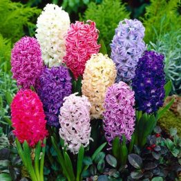 Hyacinthus Single-Hyacinthus Mix 3-1