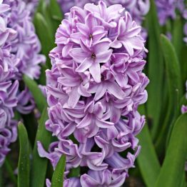 Hyacinthus Single-Splendid Cornelia 3-1