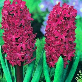 Hyacinthus Single-Woodstock 3-1